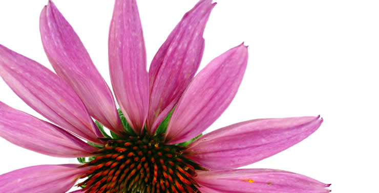 Echinacea per prevenire le rughe