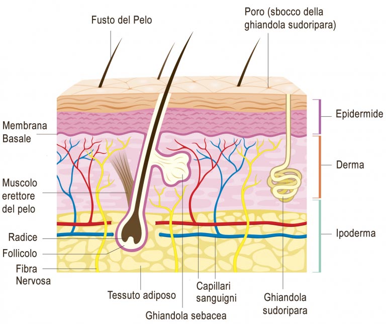 Derma | Cos’è, Com’è Fatto, Come Funziona