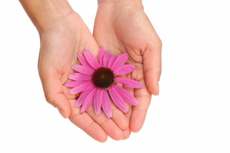Echinacea | Proprietà | Azione Antiage e Bellezza della Pelle