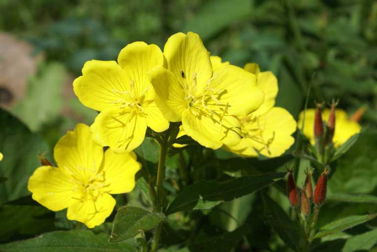 Olio di Enotera | Proprietà | Benefici per la Pelle