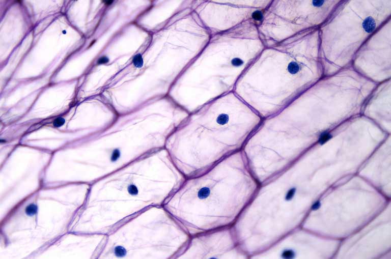 Epidermide | Struttura, Cellule, Funzioni