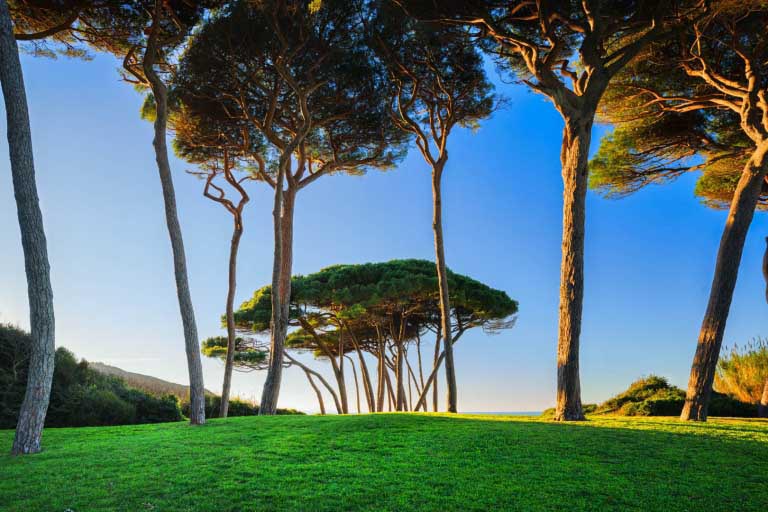 Pino Marittimo Francese | Proprietà | Benefici per Salute e Bellezza