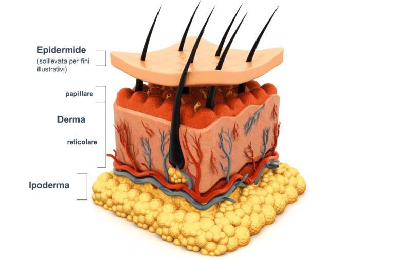 Ipoderma | Com’è Fatto, Funzioni | Lipofilling e Liposuzione