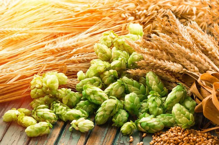 Luppolo | Proprietà e Benefici per la Pelle | Usi Cosmetici