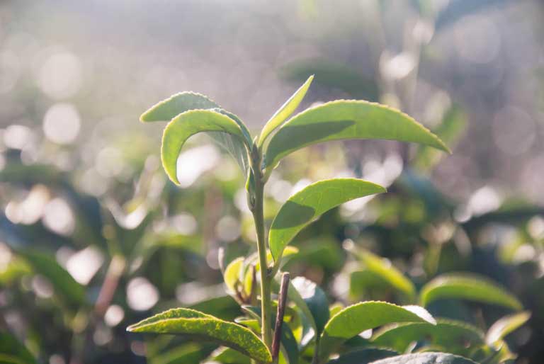 Tea tree Oil | Proprietà, Benefici | Ricette e Precauzioni