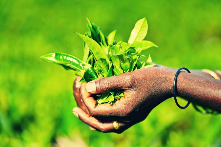 Tè Verde | Benefici per la Pelle | Contro Rughe, Acne, Dermatiti