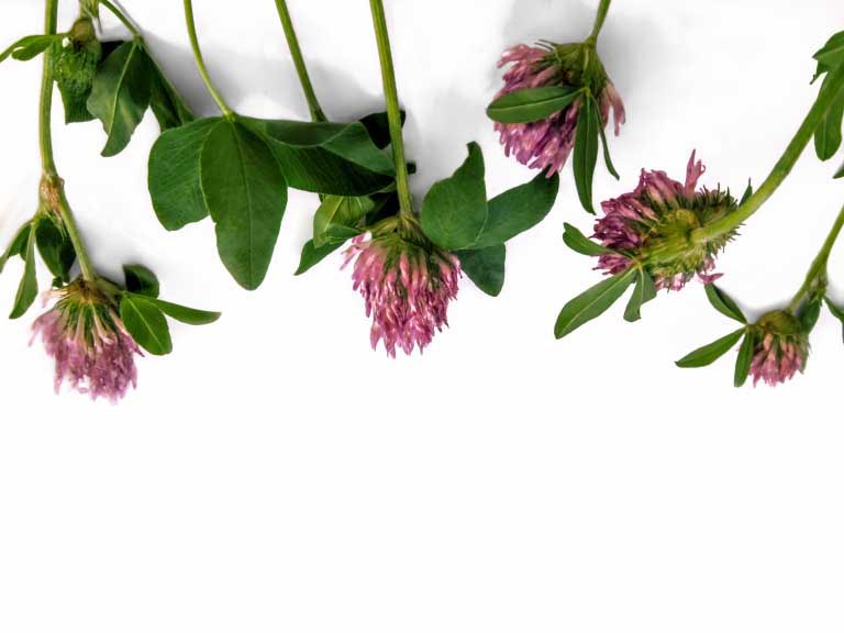 Coumarin | Cumarina | Cos’è? Uso in Cosmetici e Farmaci