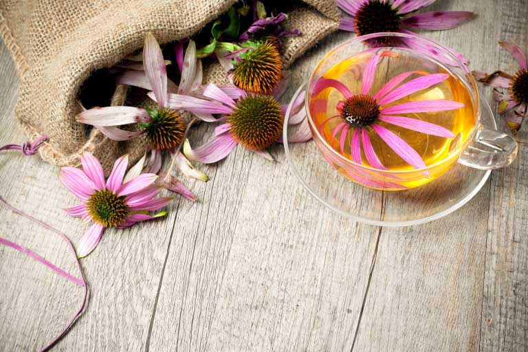 Echinacea | Influenza e Raffreddore: Funziona? | Dosi, Benefici
