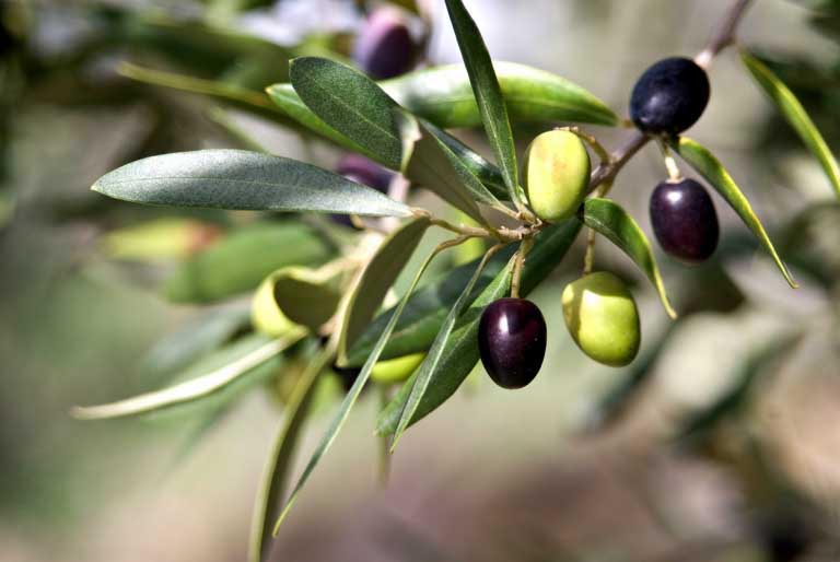 Foglie di Ulivo | Benefici, Proprietà | Salute e Bellezza