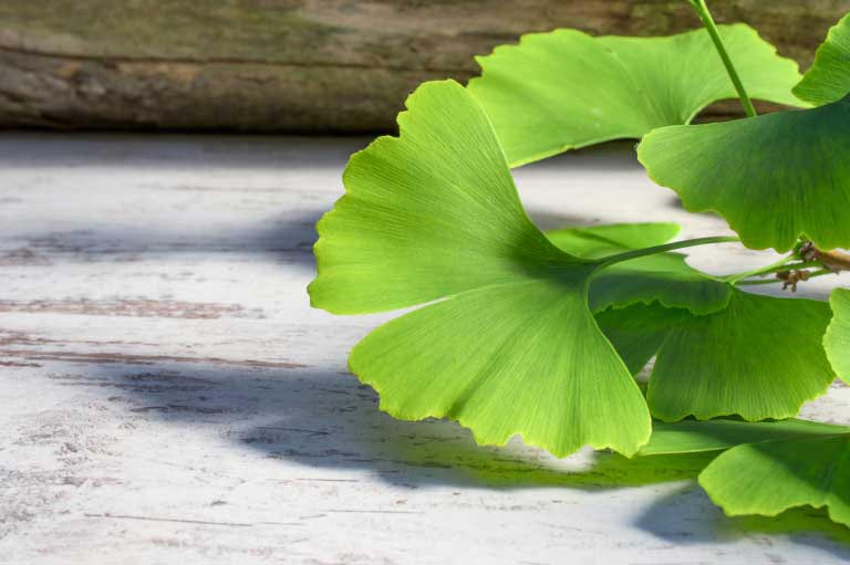 Ginkgo Biloba | Proprietà, Benefici | Dosi, Effetti Collaterali