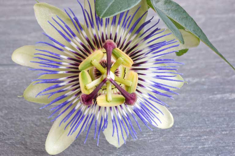 Passiflora | Proprietà | Benefici Pelle, Ansia, Menopausa