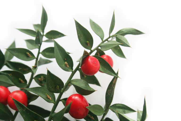 Rusco | Ruscus aculeatus | Benefici per Pelle, Vene, Emorroidi