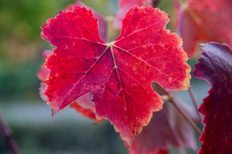 Vite Rossa | Vitis Vinifera | Benefici di Foglie e Semi