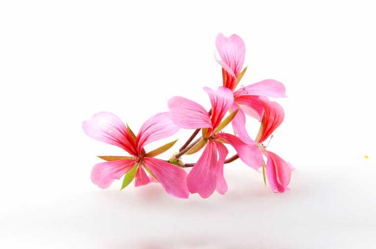 Geraniol | Profumo, Proprietà | Uso nei Cosmetici