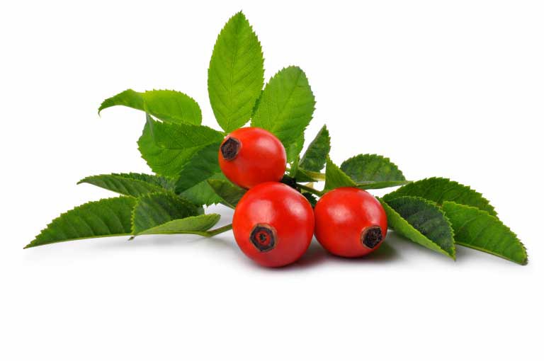 Rosa Canina | Proprietà | Benefici | Bellezza e Salute