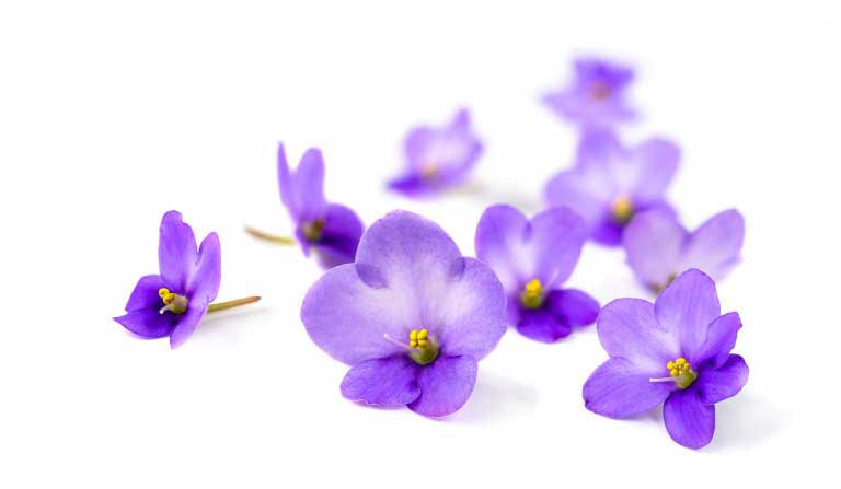 Alpha-Isomethyl Ionone | Uso nei Cosmetici