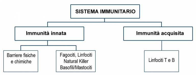 Sistema Immunitario | Com’è Fatto | Come Funziona
