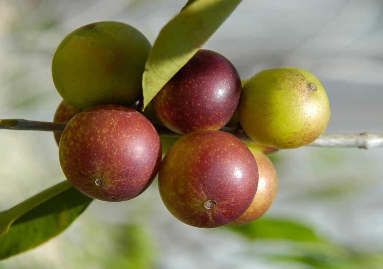 Camu Camu | Proprietà, Sapore, Usi | Vitamina C e Benefici