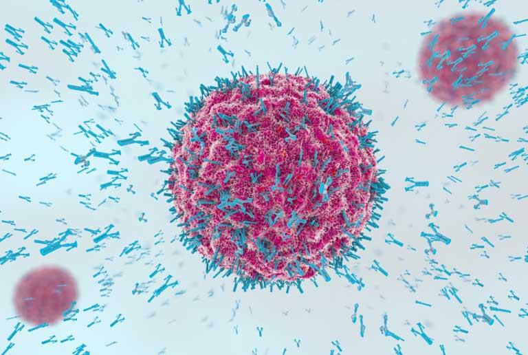 Immunità umorale e Anticorpi | Cos’è, Come Funziona