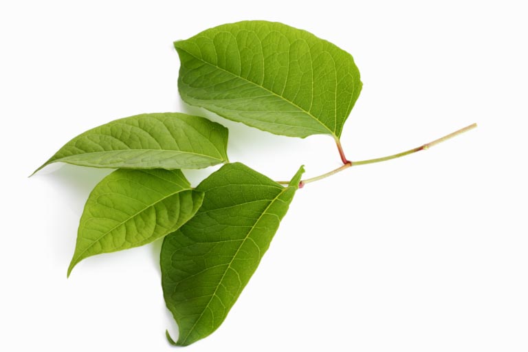 Polygonum Cuspidatum | Proprietà, Benefici, Resveratrolo