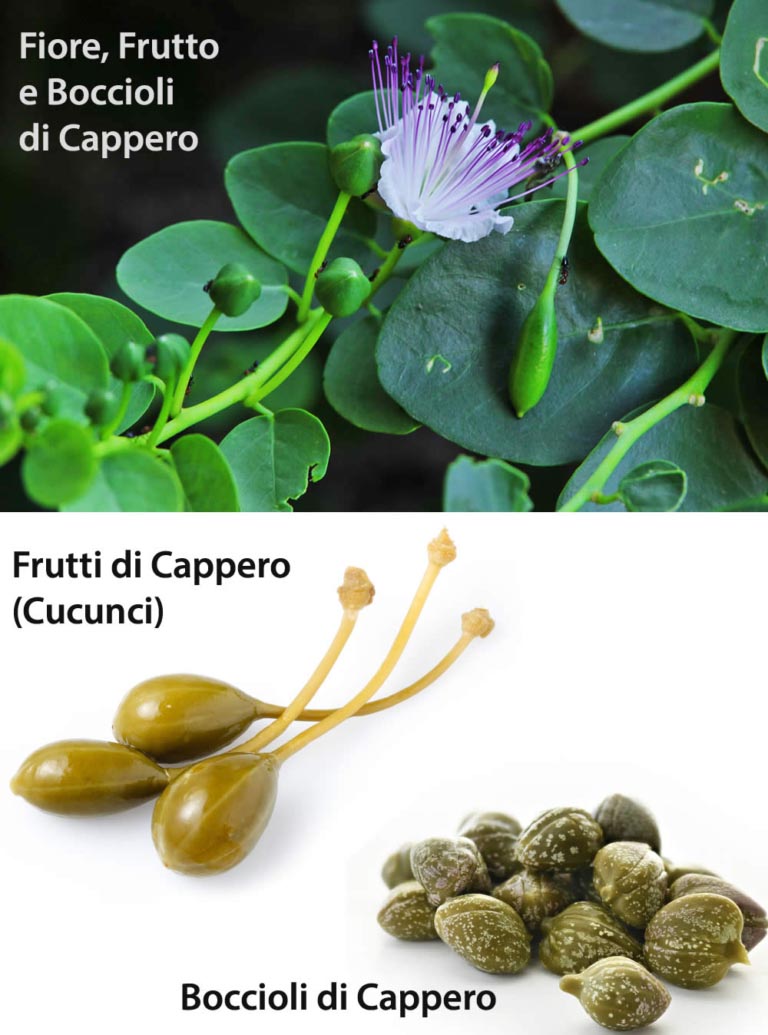 Capperi | Proprietà Nutrizionali | Benefici per la Salute