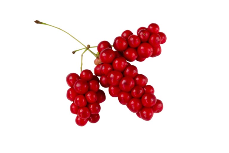 Schisandra | Usi, Proprietà, Benefici | Effetti Collaterali