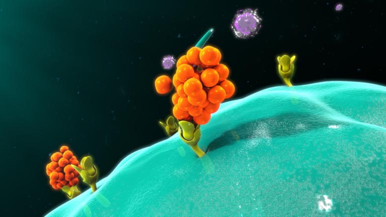 Modulare il Sistema Immunitario | Come Combattere l’Infiammazione