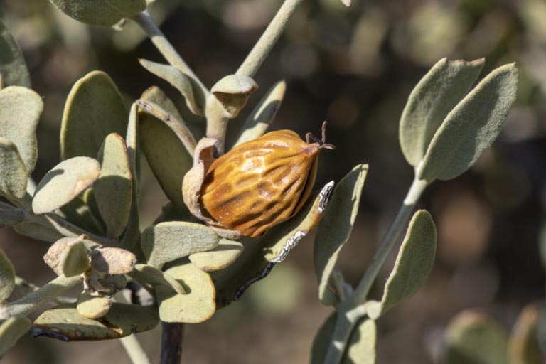 Simmondsia Chinensis Oil | Proprietà e Benefici per la Pelle