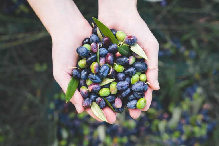 Idrossitirosolo | Cos’è? Proprietà, Alimenti, Benefici