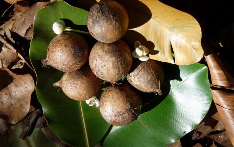 Olio di Tamanu | A Cosa Serve? Proprietà | Benefici per la Pelle