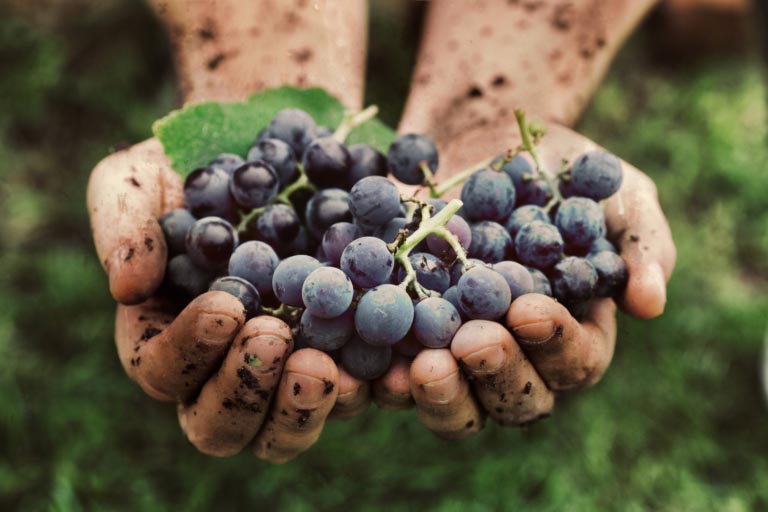 Proantocianidine | Cosa Sono? | Proprietà, Alimenti, Salute