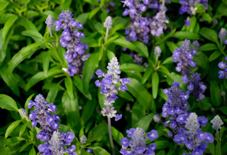 Scutellaria | Usi, Proprietà | Benefici per la Salute
