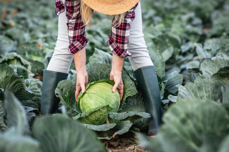 Verdure Crucifere o Brassicacee | Quali Sono | Lista, Benefici