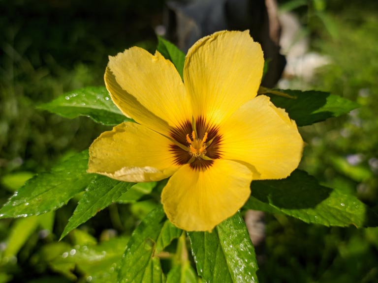 Damiana | Proprietà, Benefici | Dosi e Controindicazioni