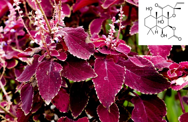 Forskolina e Coleus Forskohlii | Dimagrimento, Salute, Dosi