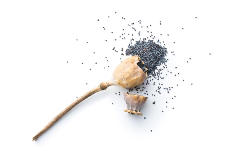 Semi di Papavero | Proprietà, Benefici | Sono Una Droga?