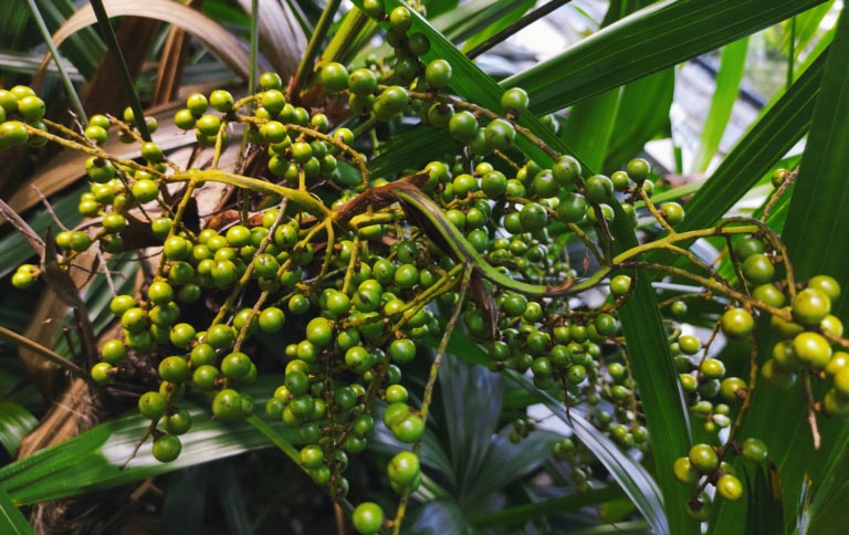 Serenoa Repens | Prostata, Capelli, Sessualità | Effetti Collaterali