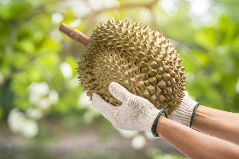 Durian | Come si mangia | Sapore, Odore | Benefici, Proprietà