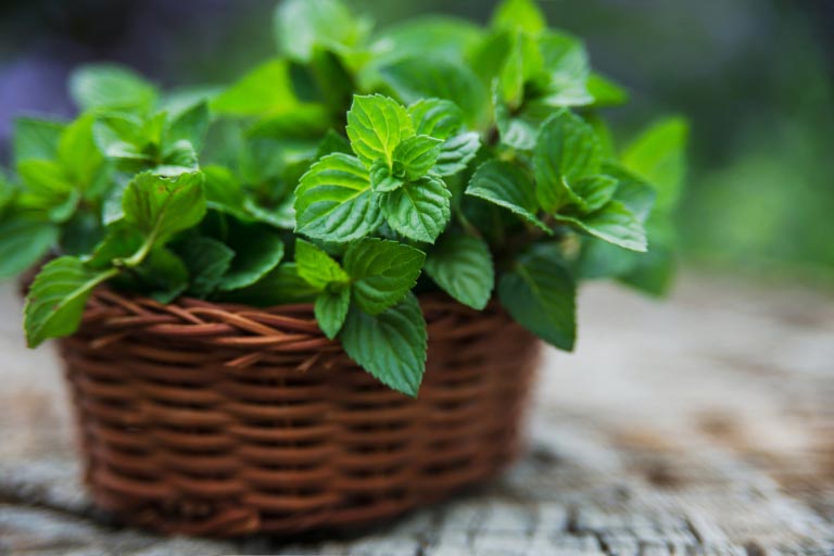Menta Piperita | Proprietà, Benefici | Usi, Dosi, Olio Essenziale