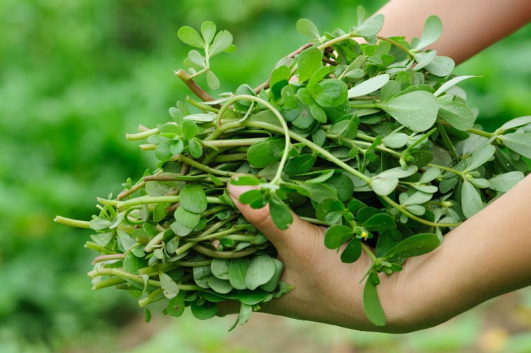 Portulaca | Benefici, Proprietà, Studi | Usi in Cucina