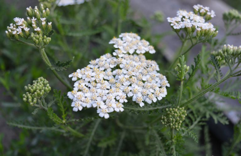 Achillea | Proprietà | Dosi, Benefici, Effetti Collaterali