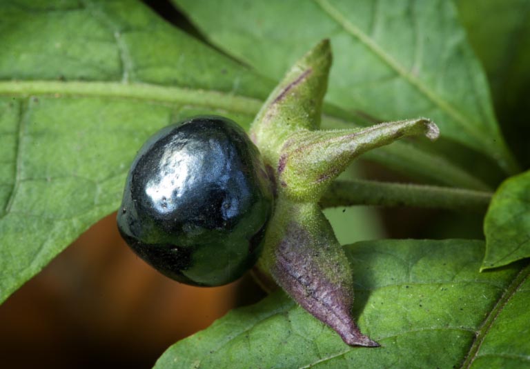 Belladonna | Usi Medici e Ricreativi | Effetti e Avvelenamento