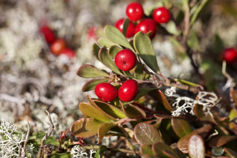 Uva Ursi | Proprietà, Controindicazioni, Benefici | Uva Ursina