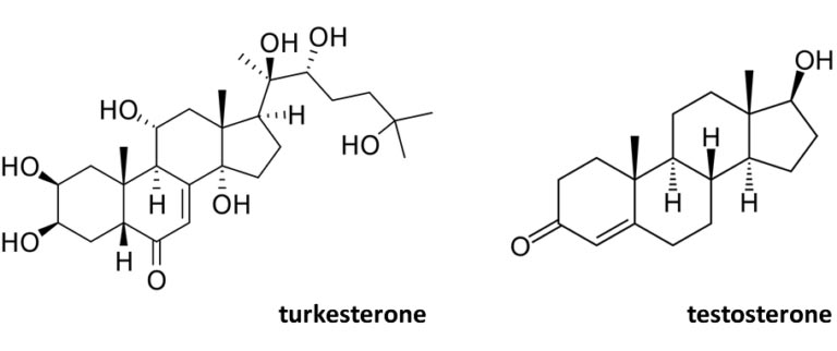 Turkesterone per i Muscoli | Cos’è? Funziona? Dosi, Sicurezza