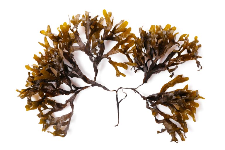 Fucus | Salute, Tiroide, Bellezza | Benefici e Controindicazioni