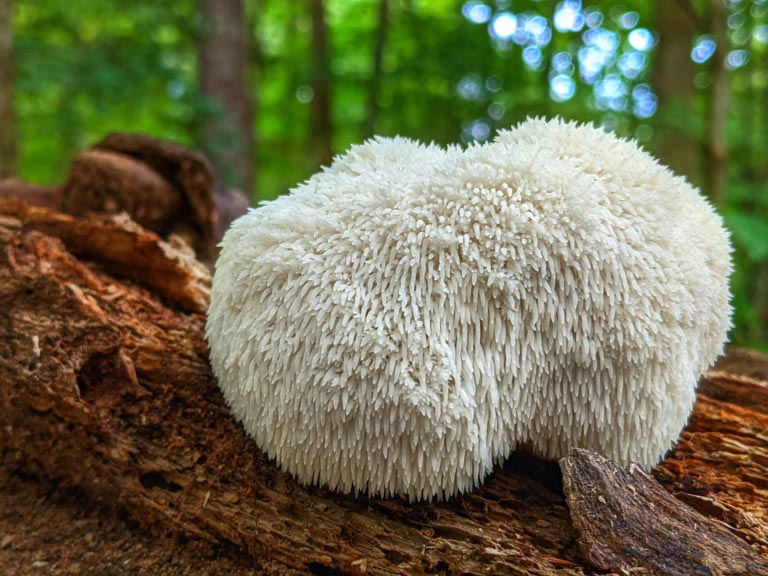 Hericium erinaceus | Criniera di Leone | Proprietà, Benefici | Dosi, Controindicazioni