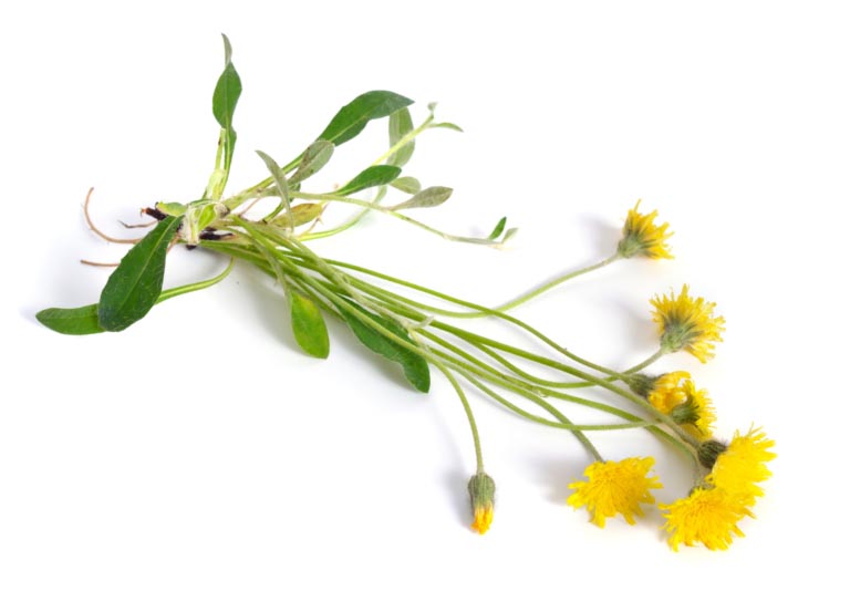 Pilosella | Proprietà | Dosi, Benefici, Controindicazioni