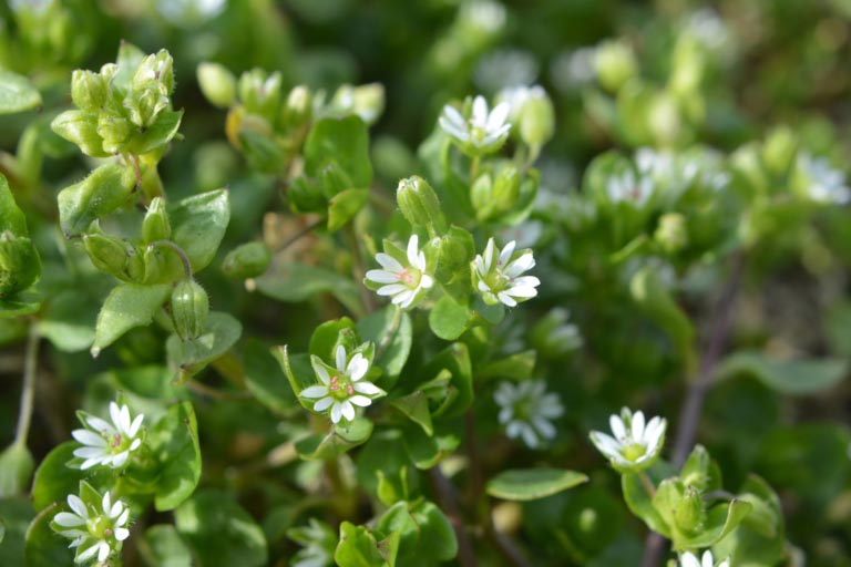 Centocchio | Stellaria media | Proprietà, Benefici, Usi Erboristici