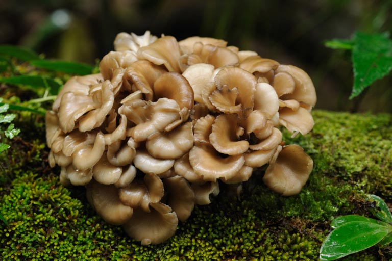 Maitake | A Cosa Serve | Rischi e Benefici del Fungo Medicinale