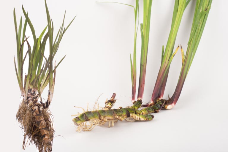 Calamo Aromatico | Proprietà, Benefici | Usi Medici e Tossicità